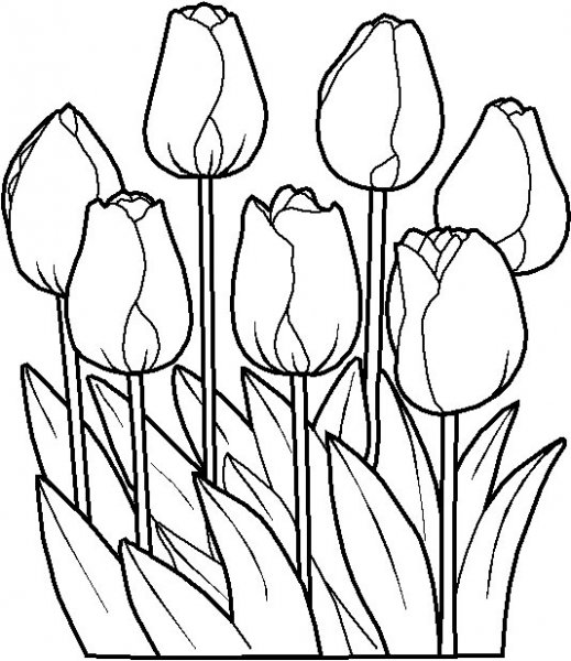dessin fleurs et animaux dessin fleurs et animaux