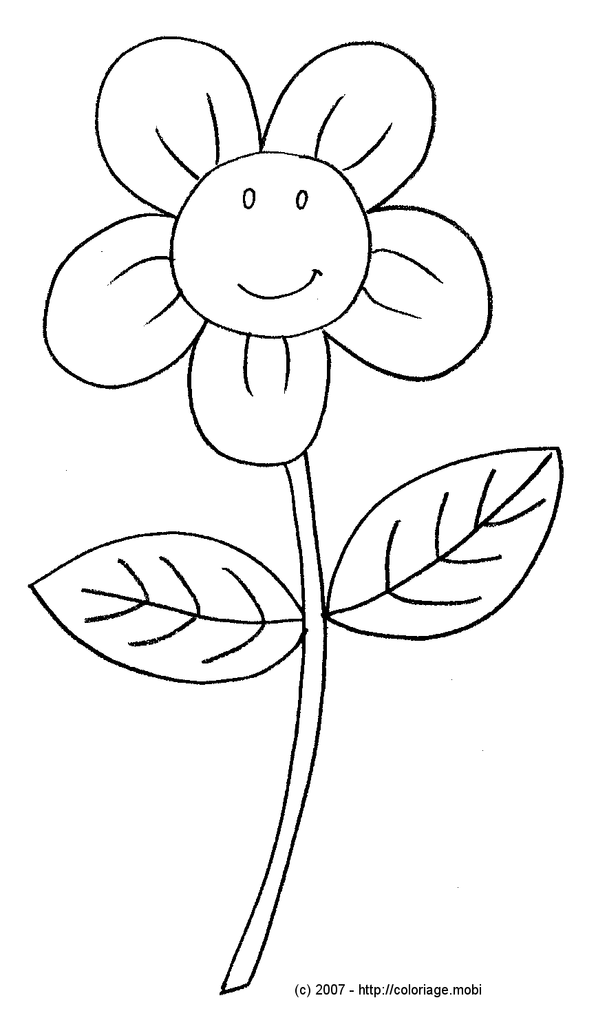 dessin fleur capucine