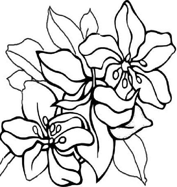 Voir le dessin