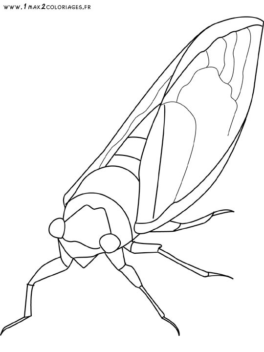 coloriage à dessiner a imprimer fourmi
