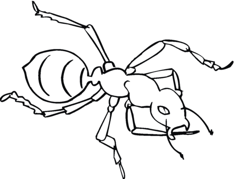 dessin à colorier tamanoir et fourmi rouge