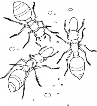dessin à colorier lucas fourmi