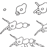 dessin fourmi  miel
