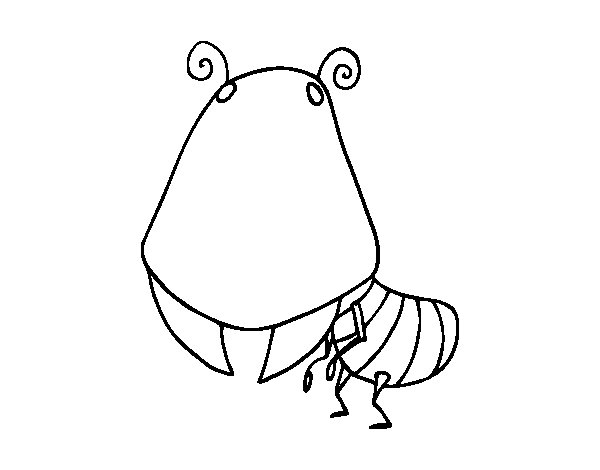 dessin fourmilière