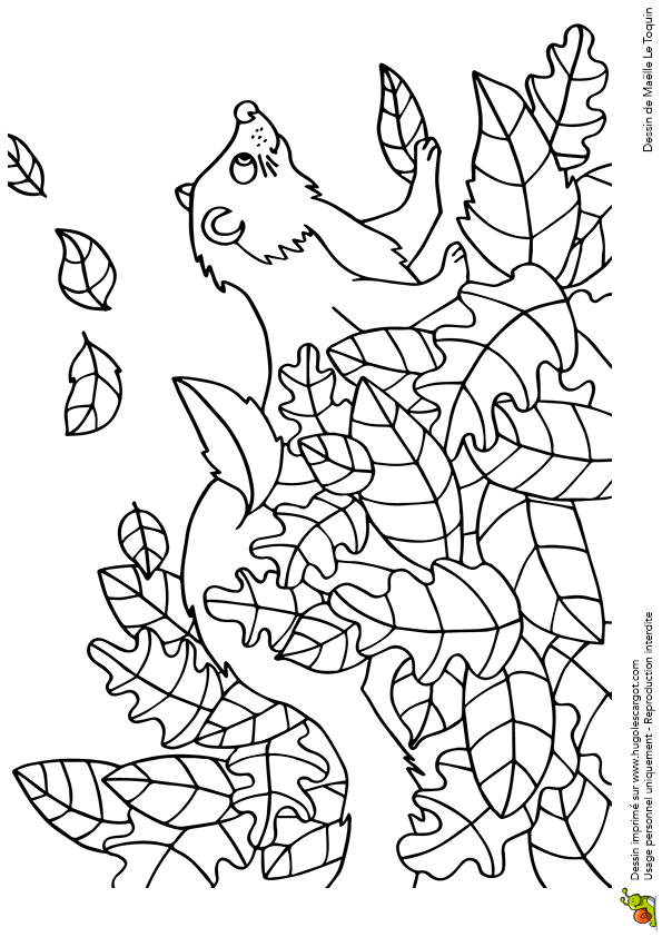 coloriage furet