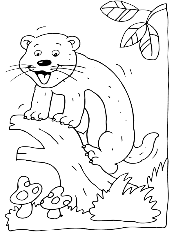 coloriage de furet a imprimer