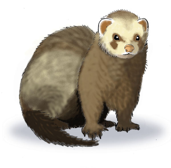 coloriage à dessiner de furet a imprimer