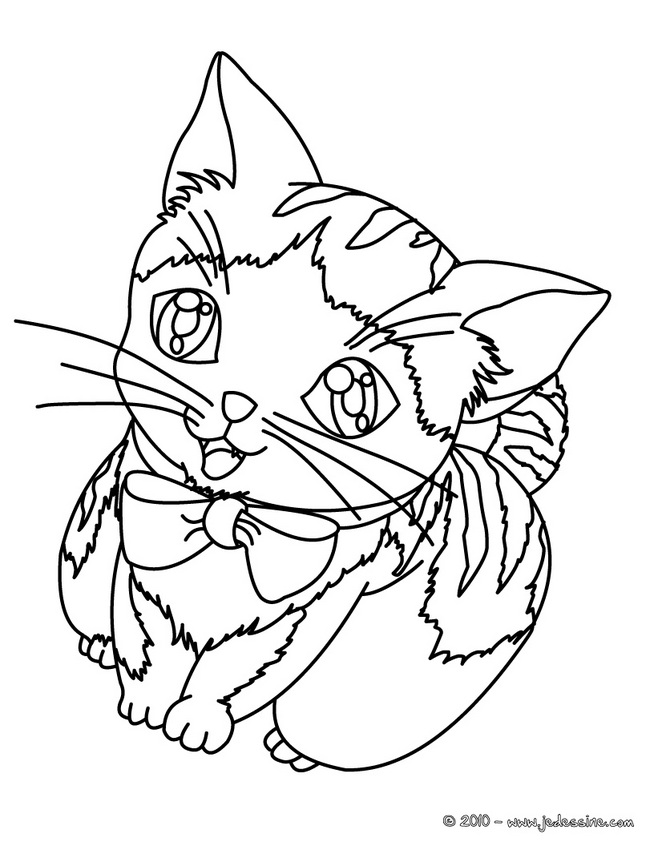 coloriage animaux felins