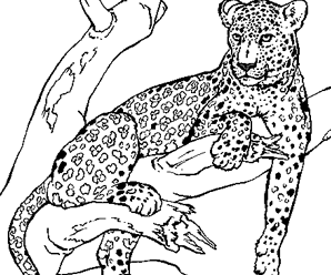 coloriage à dessiner animaux felins