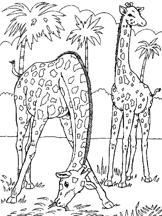 dessin à colorier girafe et girafon