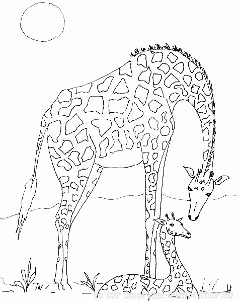 dessin girafe gratuit