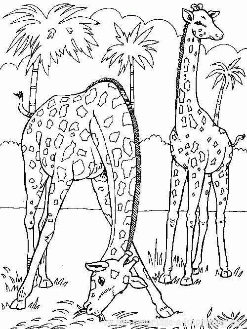 dessin girafe