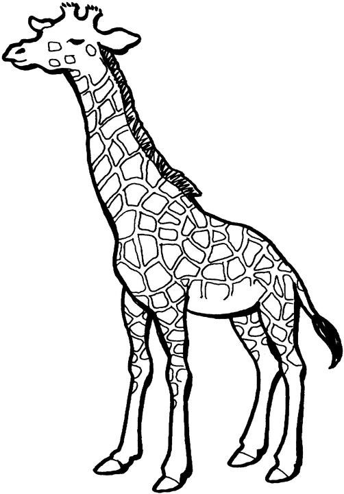 dessin à colorier gilda la girafe