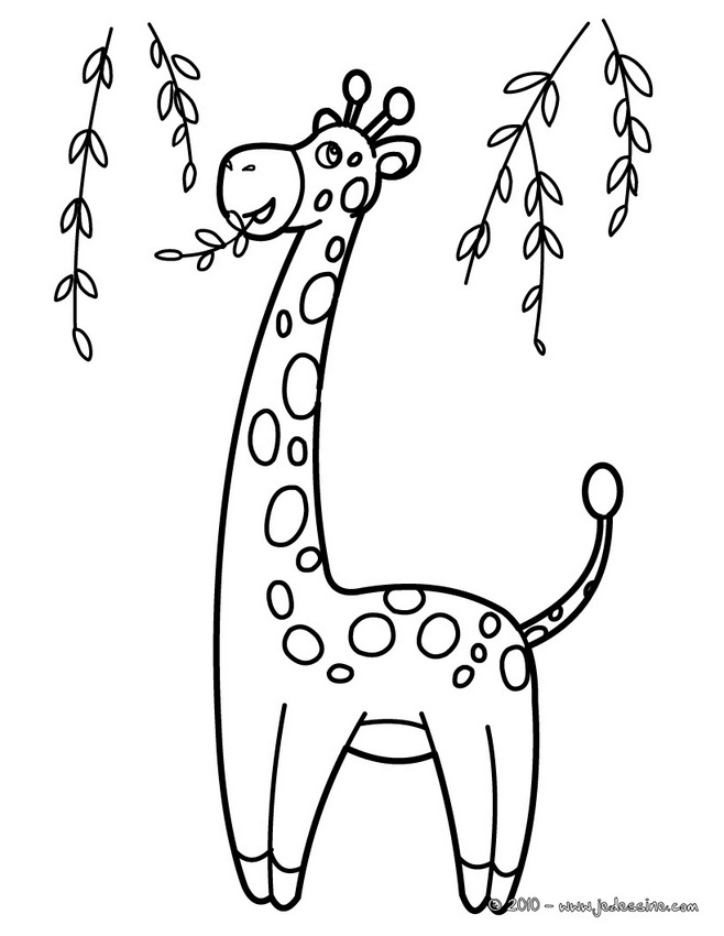 coloriage à dessiner la girafe