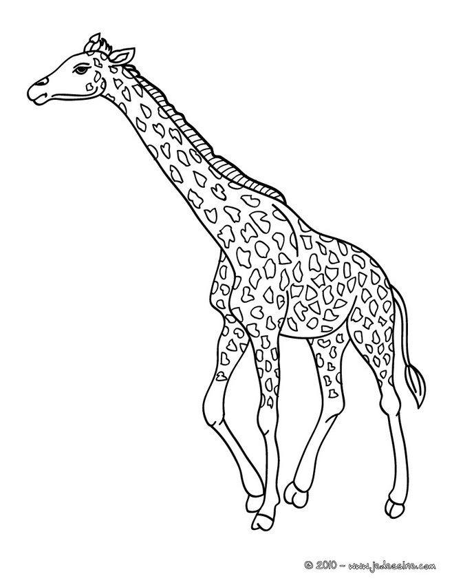 vrac dessin à colorier girafe