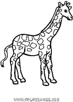 coloriage girafe  imprimer gratuit