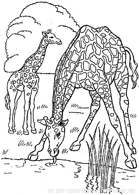 dessin toise girafe