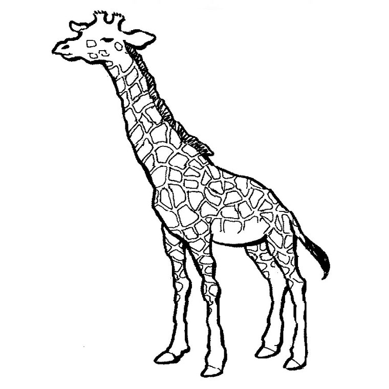 coloriage à dessiner girafe facile