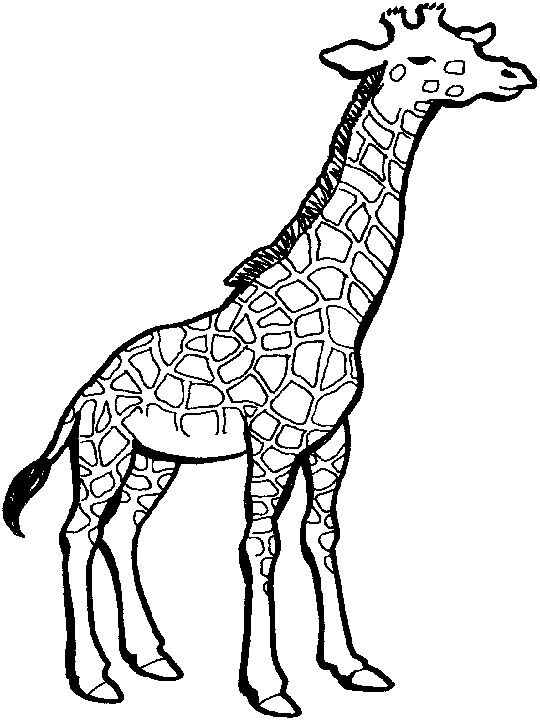 modele coloriage girafe