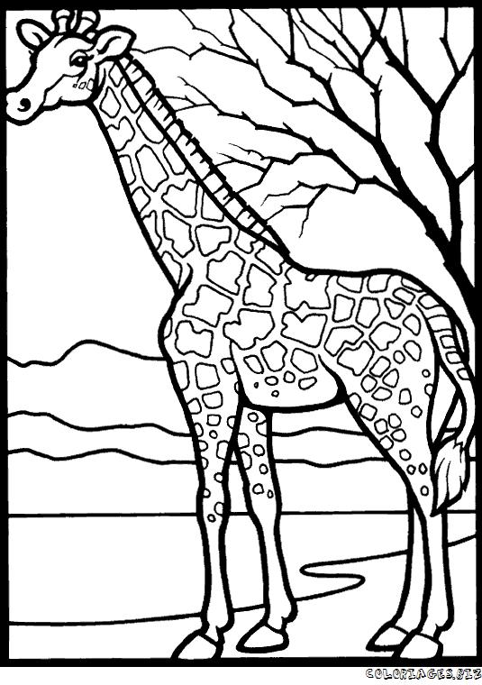 dessin d'une girafe