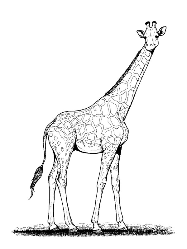 coloriage girafe madagascar