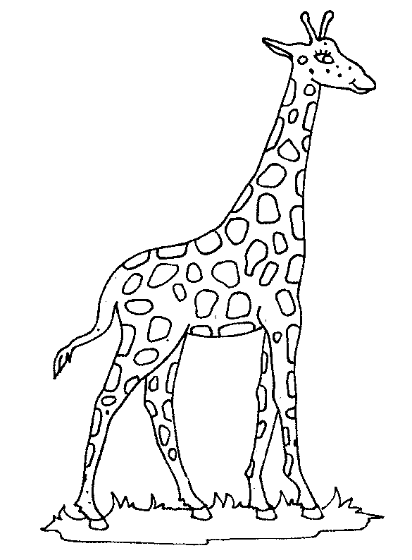 dessin tete girafe