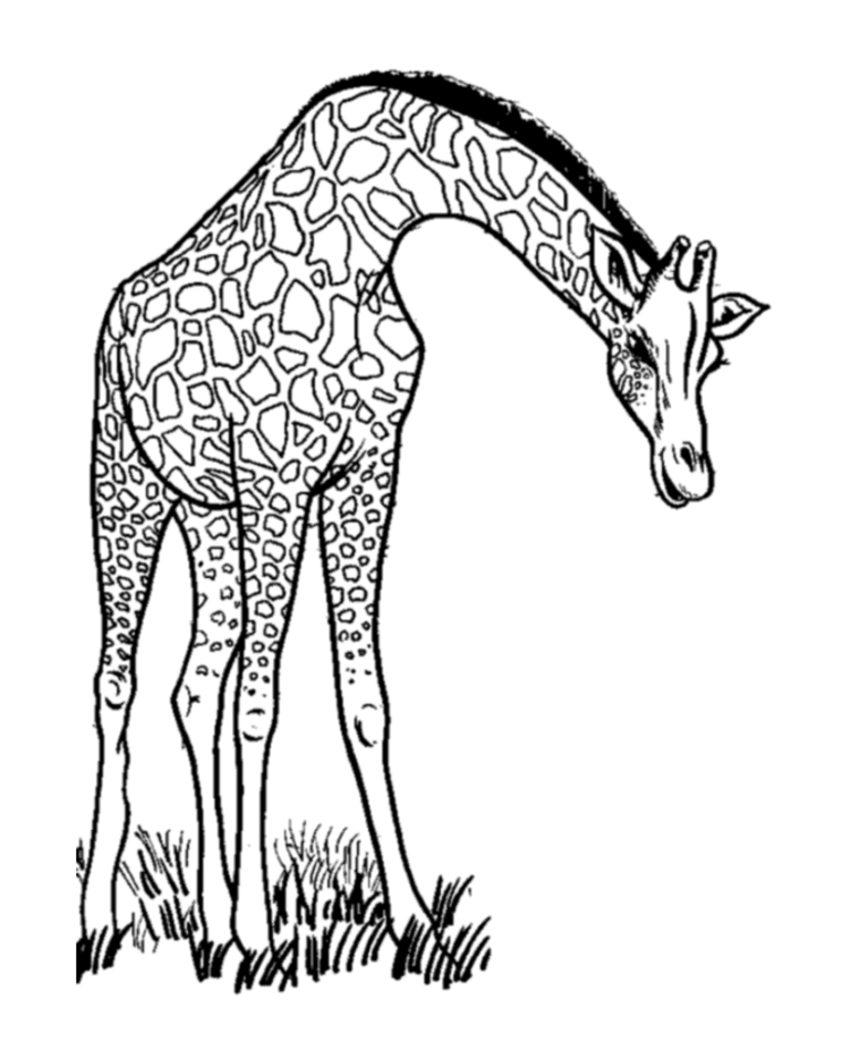 girafe en coloriage