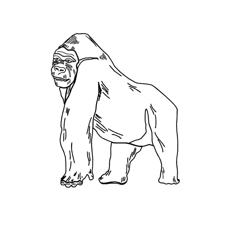 coloriage à dessiner snowflake le gorille blanc
