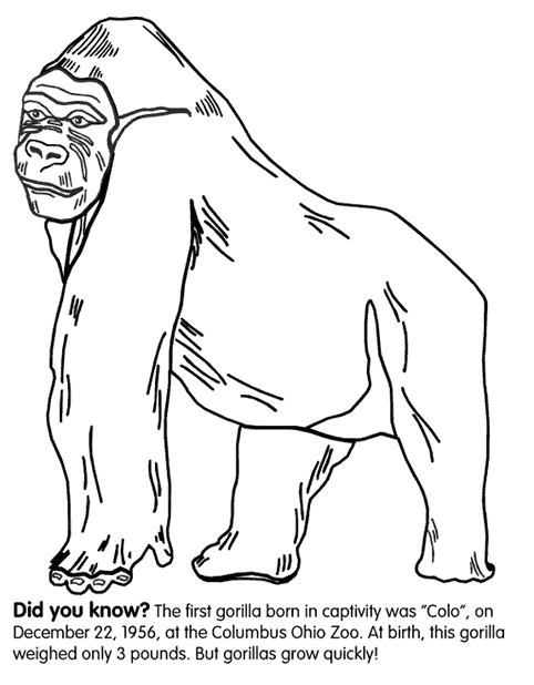 coloriage à dessiner de gorille en ligne