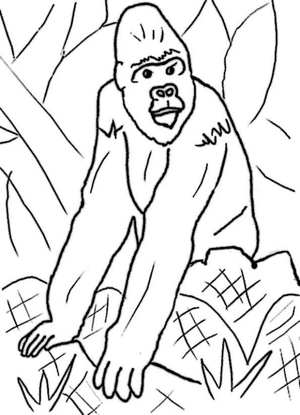 coloriage à dessiner gorille en ligne
