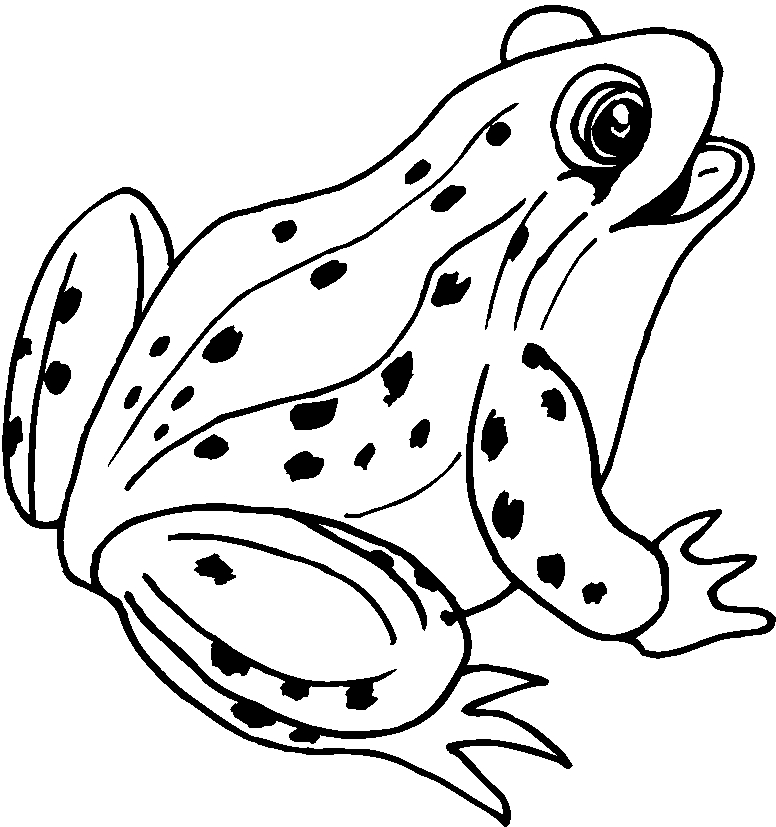 dessin la grenouille