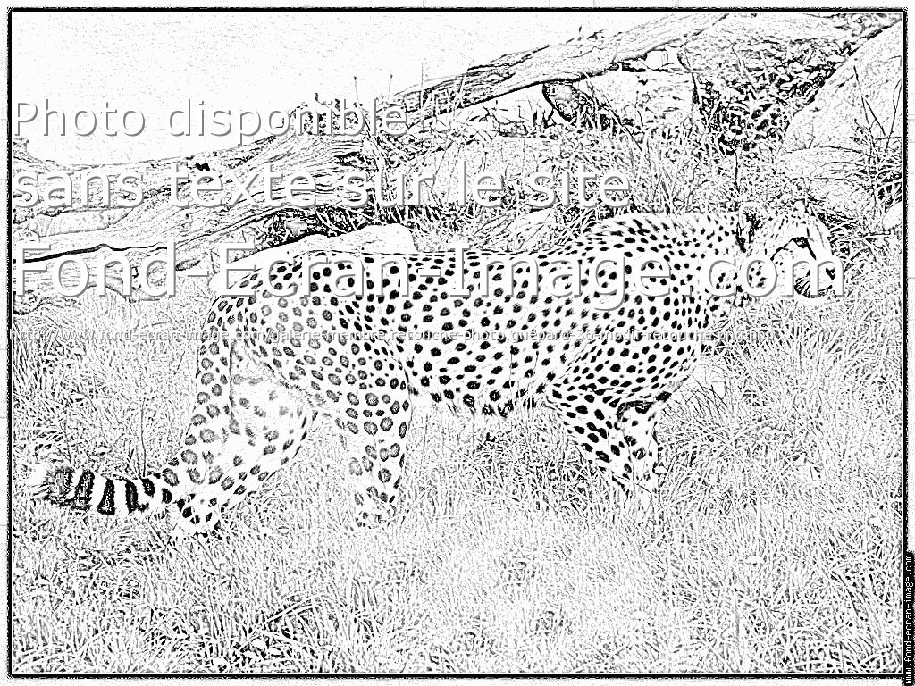 dessin à colorier guépard à imprimer