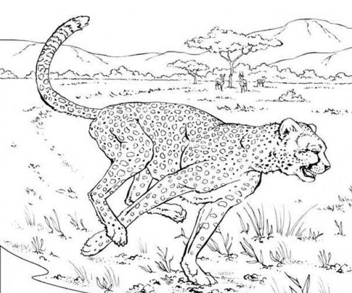 coloriage bebe guepard