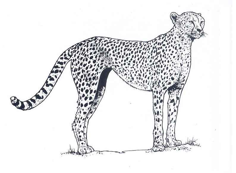 dessin à colorier guépard qui court