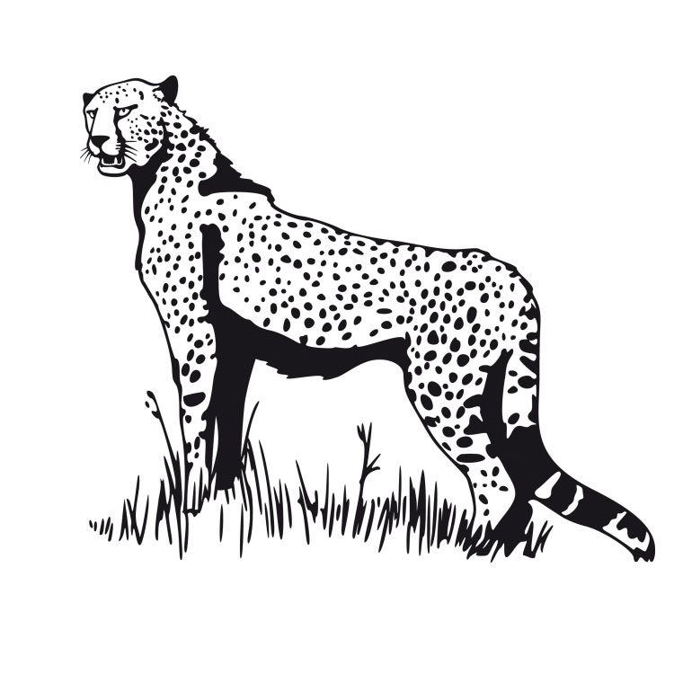 coloriage de guépard qui chasse