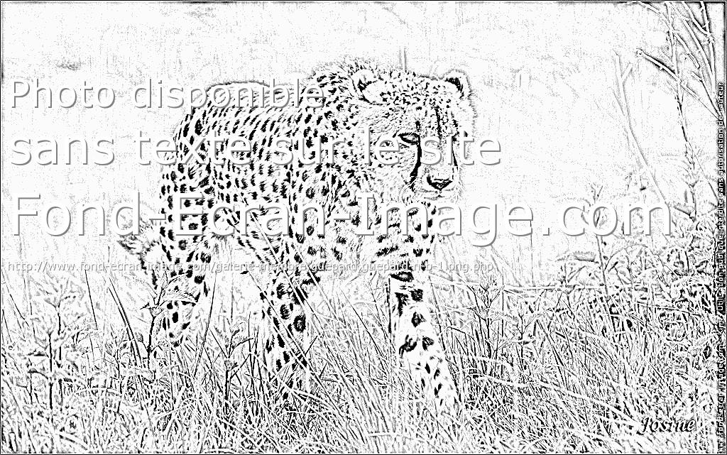 dessin a colorier guepard qui court