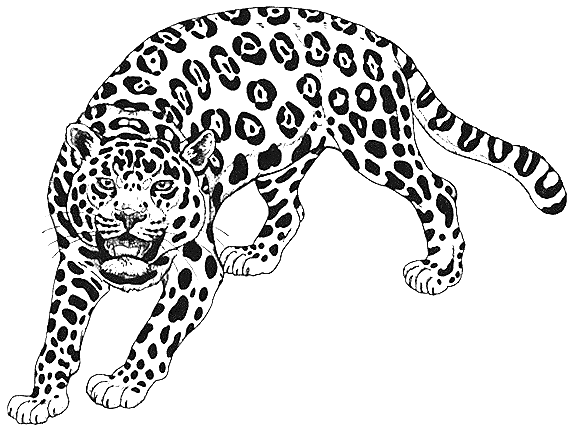 coloriage à imprimer guepard