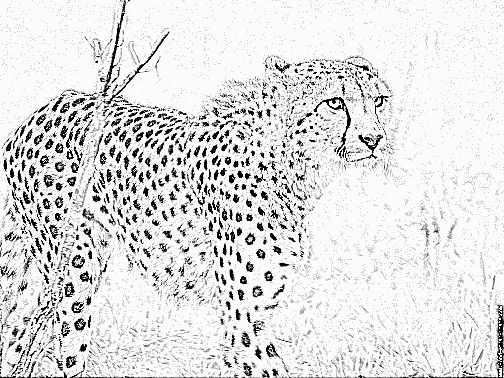 80 Unique Coloriage Guepard Photograph