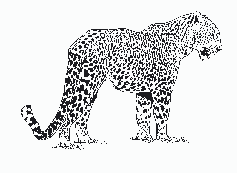dessin � colorier � imprimer guepard