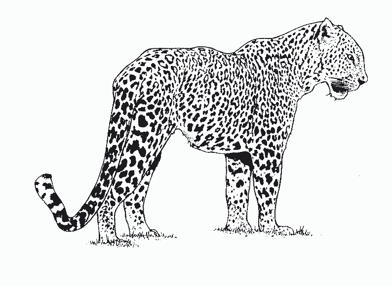 dessin à colorier à imprimer guepard