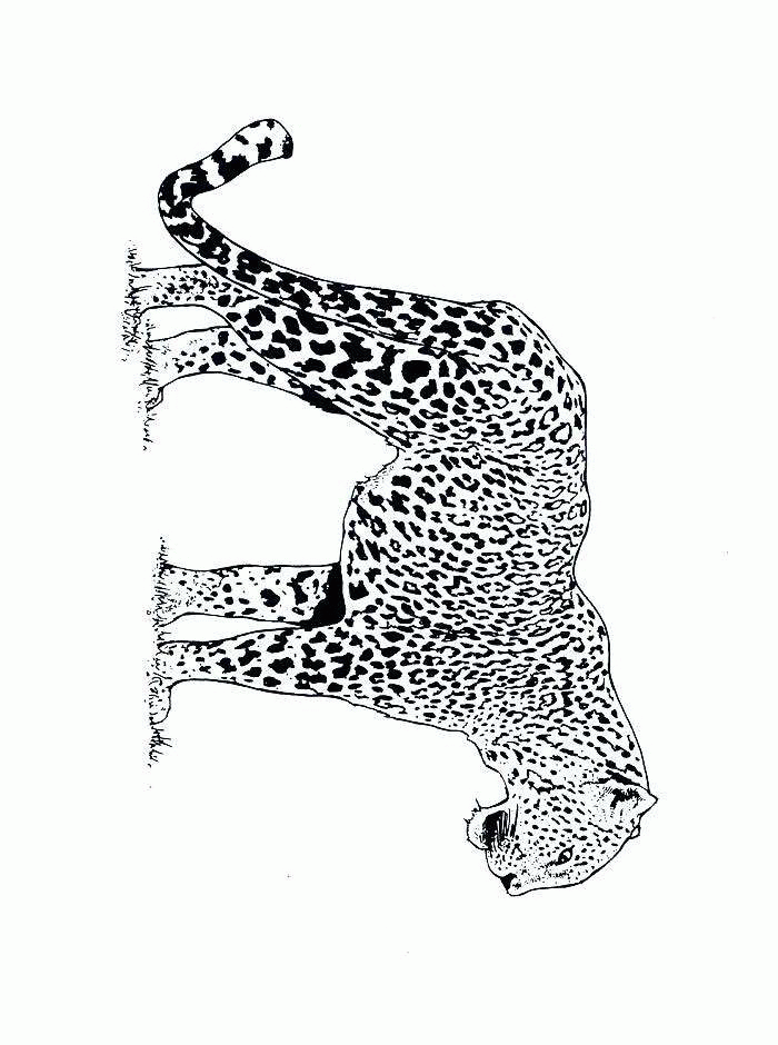 coloriage � dessiner bebe guepard