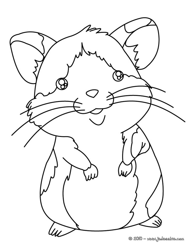 coloriage mandala hamster