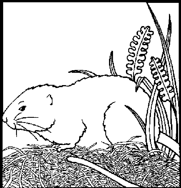 dessin de hamster en ligne