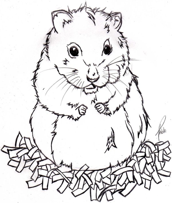 dessin d'un hamster