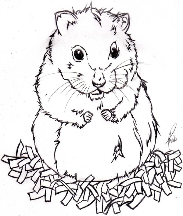 Dessin D Un Hamster Dessin D Un Hamster