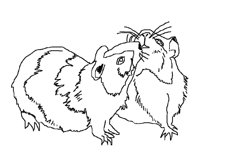 coloriage hamster imprimer