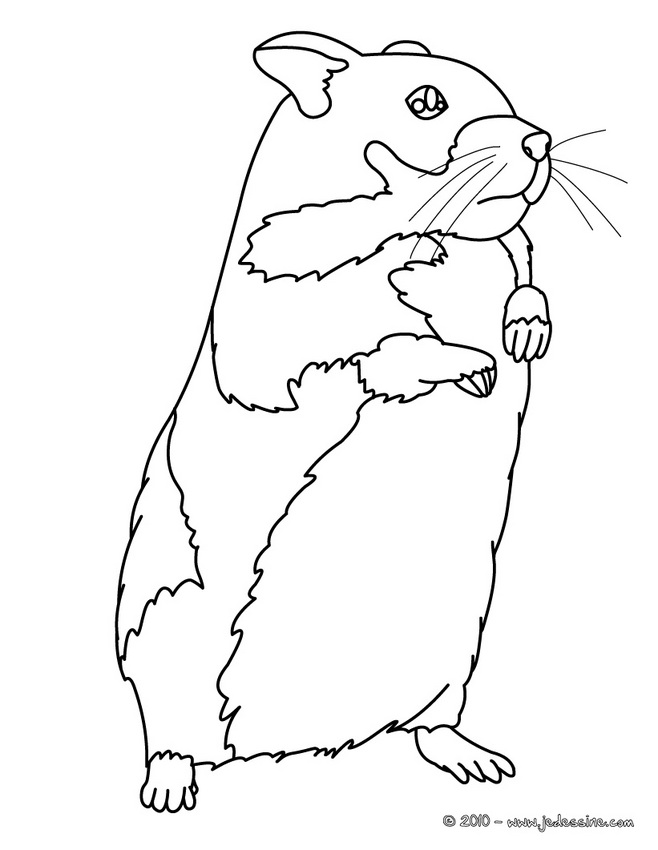 jeux de coloriage de hamster