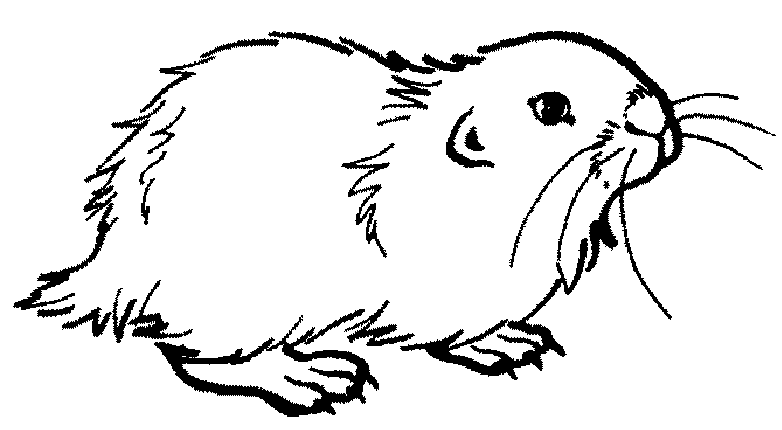 coloriage anim� de hamster