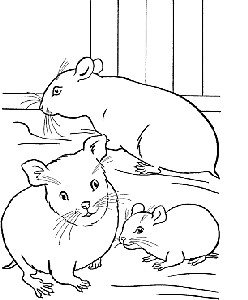 dessin animé hamster