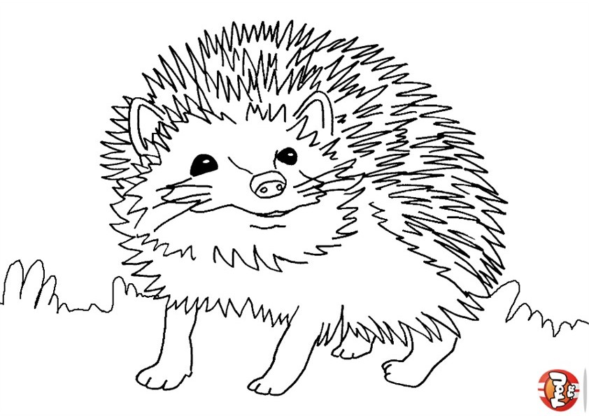 coloriage de hérisson à imprimer
